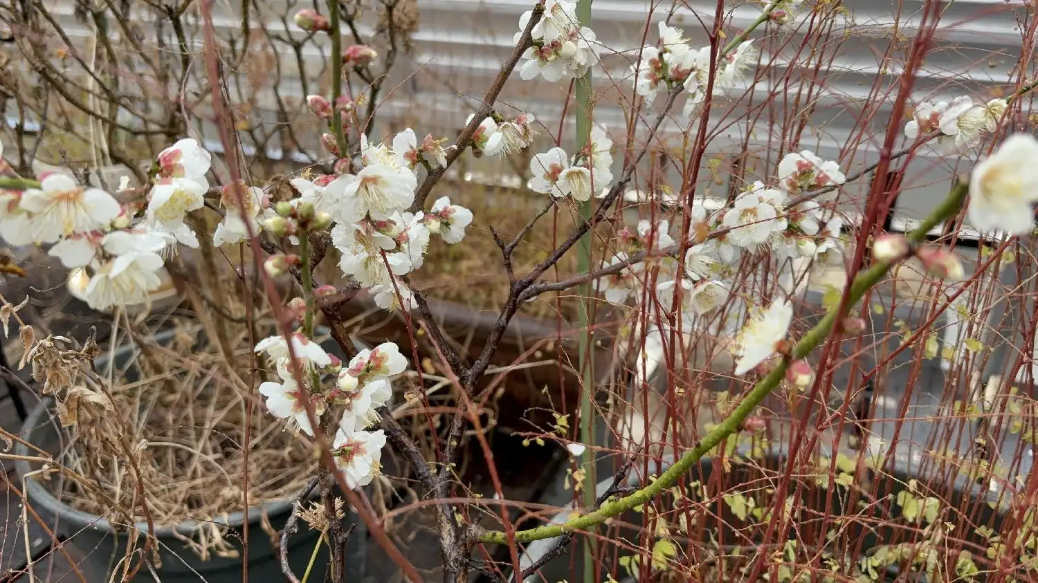 「花のように生きる」